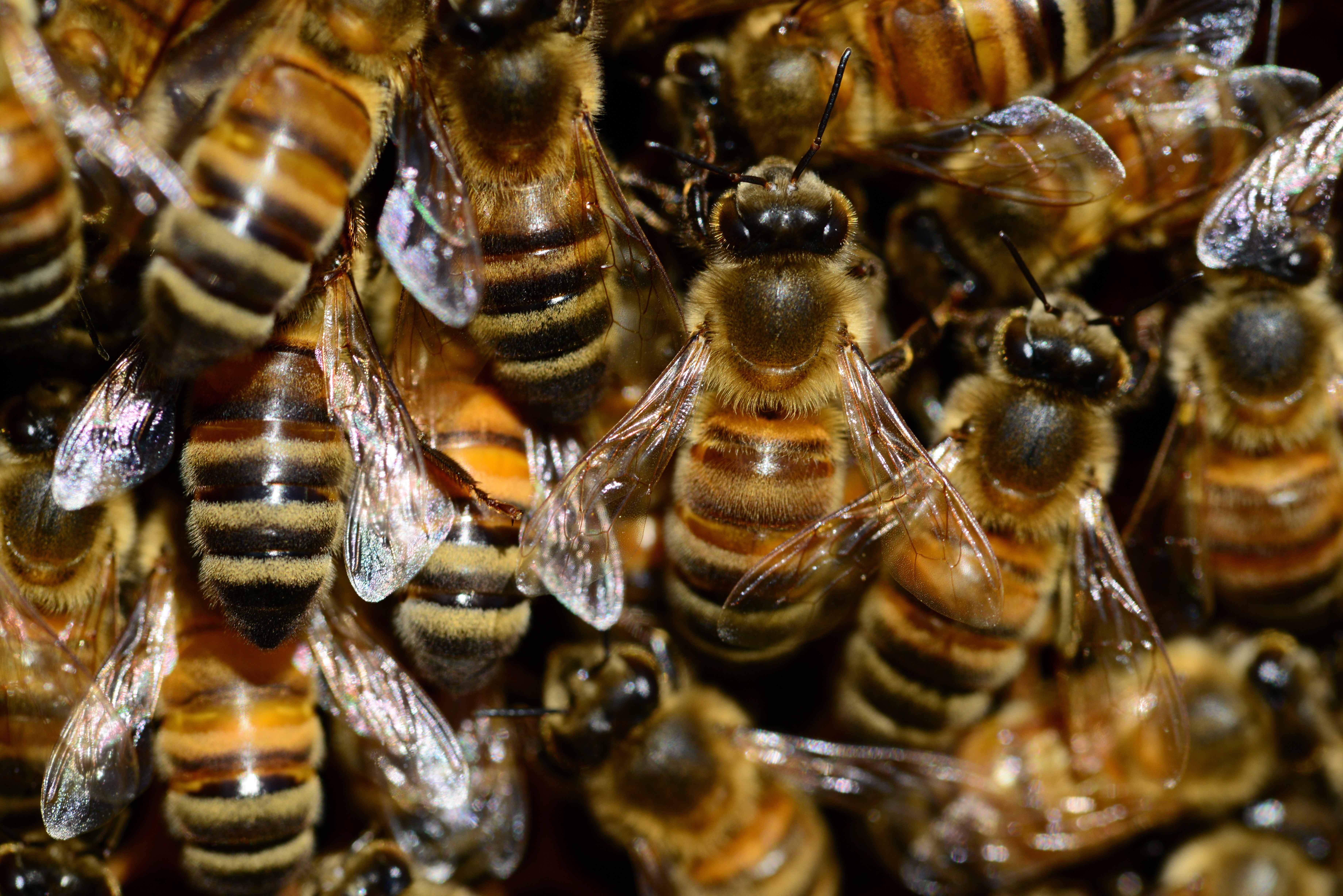 Catching Bees With Honey 