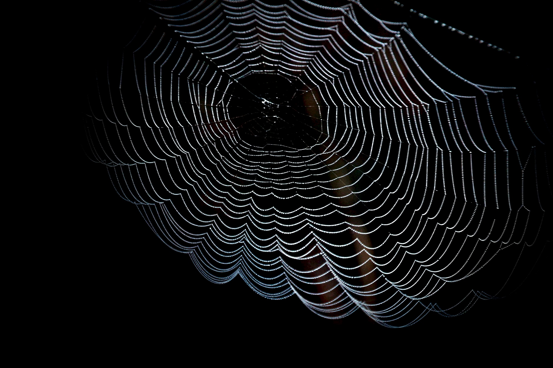 Spider web